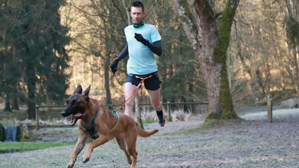 chien de compétition