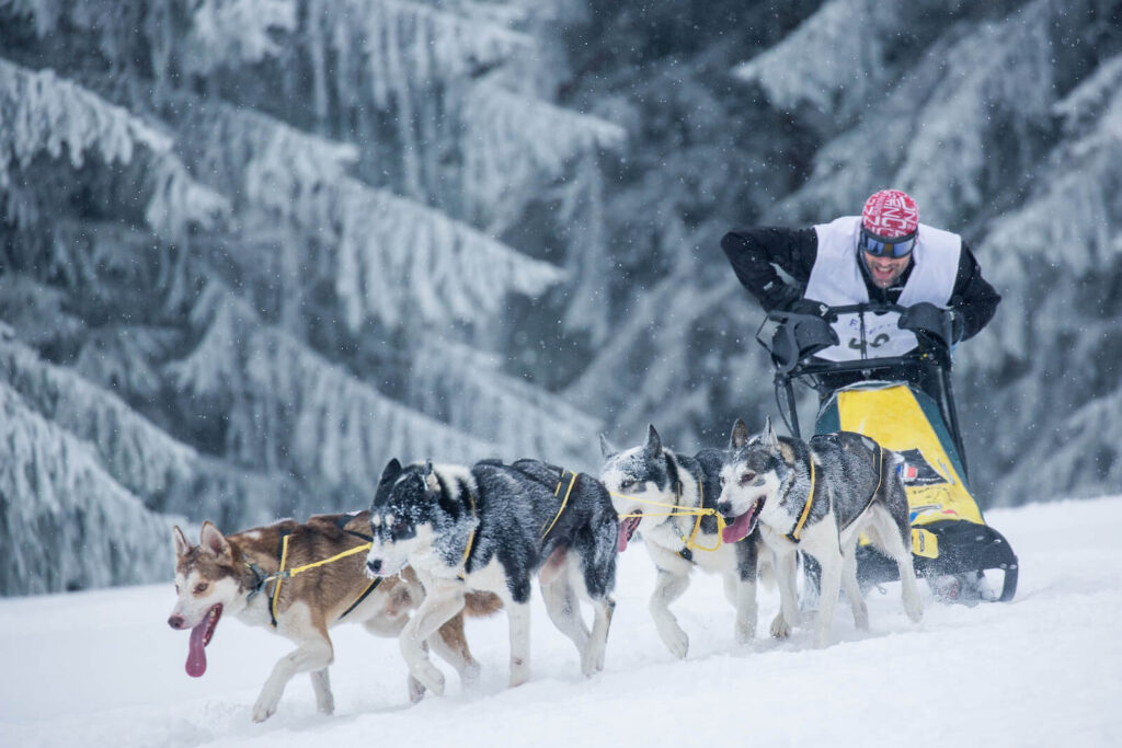 Course Chien de Traîneau Lac Blanc Alpes Vosgiennes