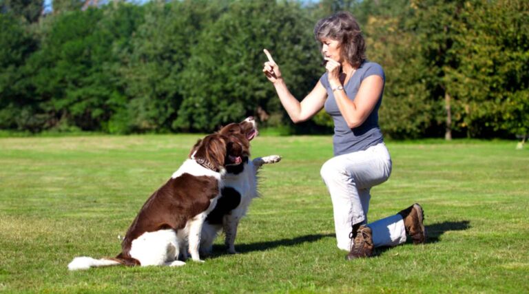 Dressage d'un chien