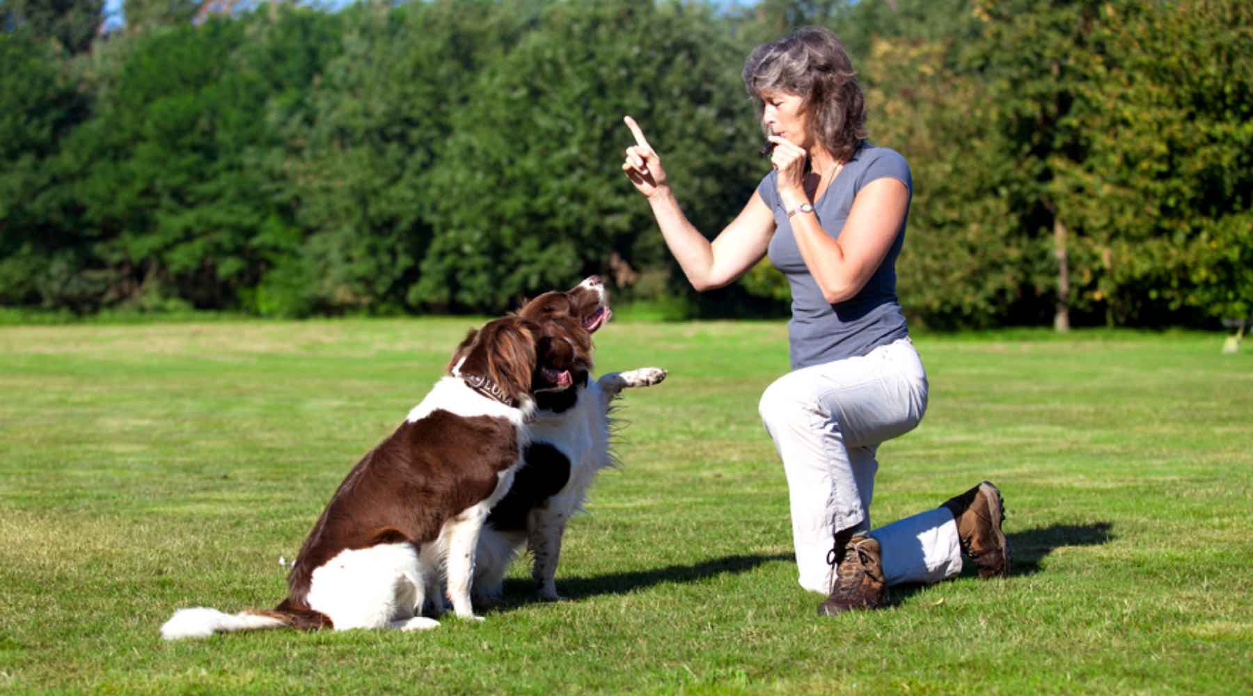 Dressage d'un chien