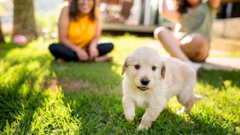 Education chiot