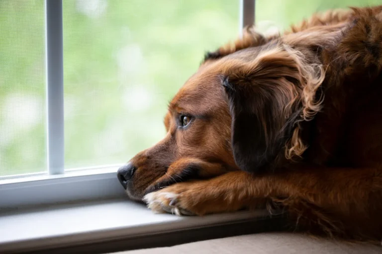 Chien qui pleure