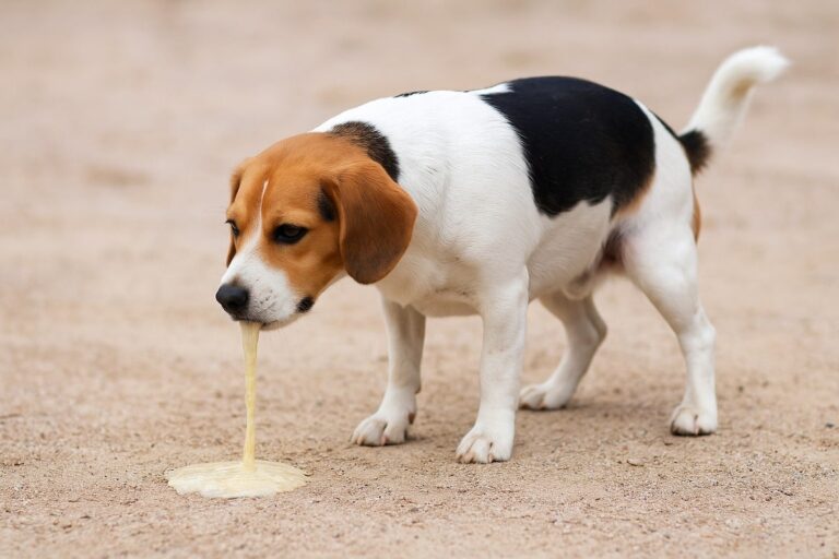 Chien qui vomit